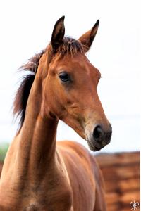 Photo cheval a vendre ENYIA DE LA GESSE
